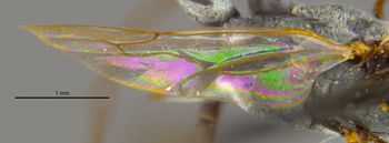 Media type: image;   Entomology 13629 Aspect: Wing hind